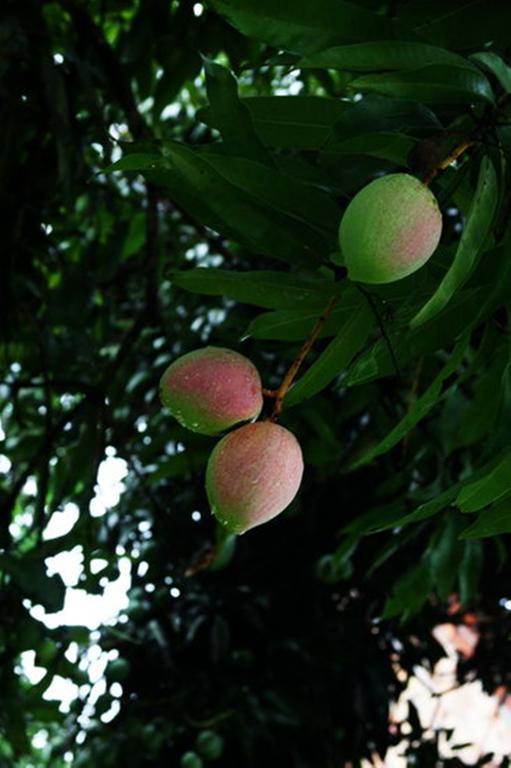 Pousada Sitio Paraiso Itacaré Kültér fotó