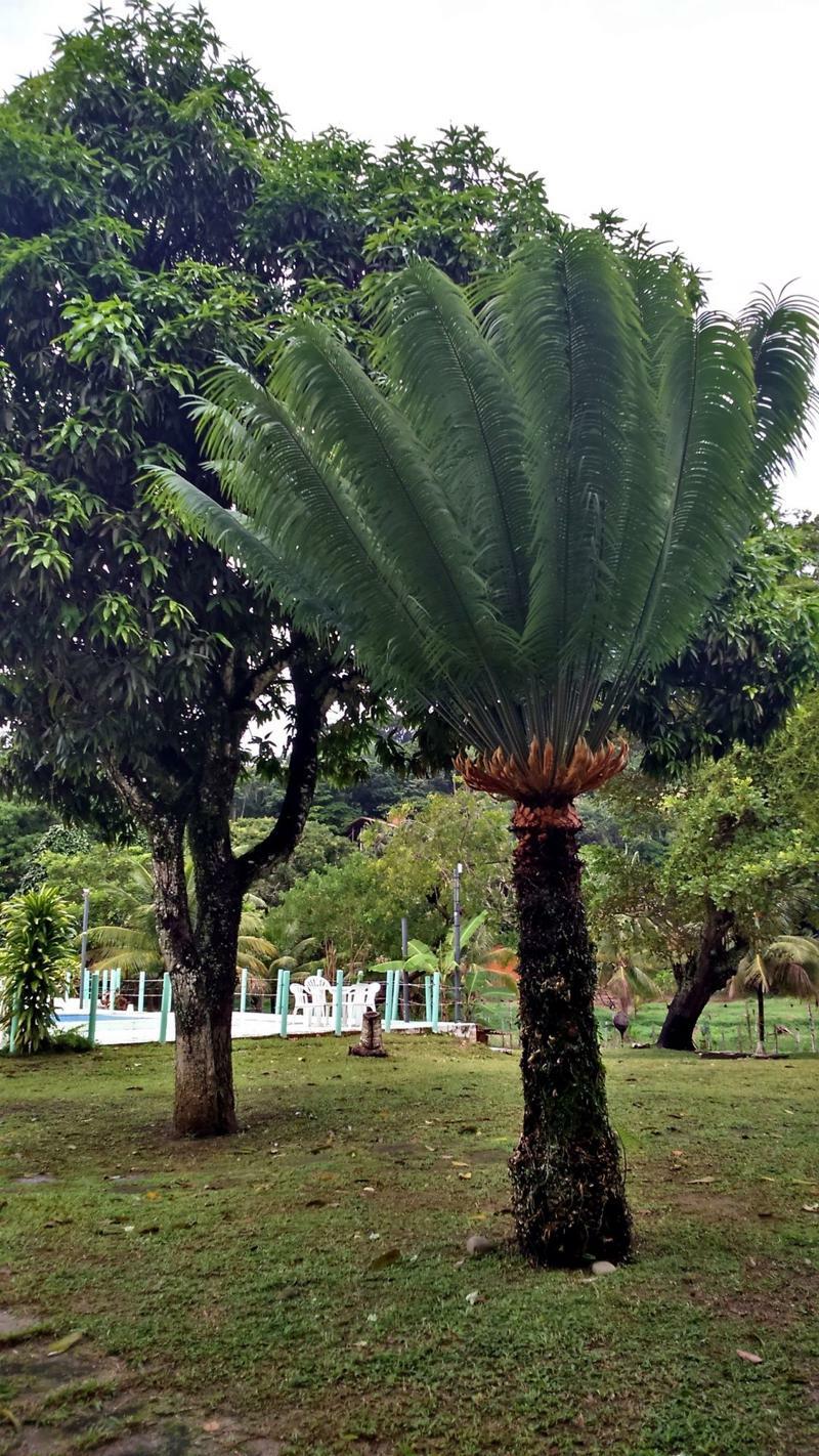 Pousada Sitio Paraiso Itacaré Kültér fotó